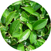 Camellia Sinensis levél zöld tea